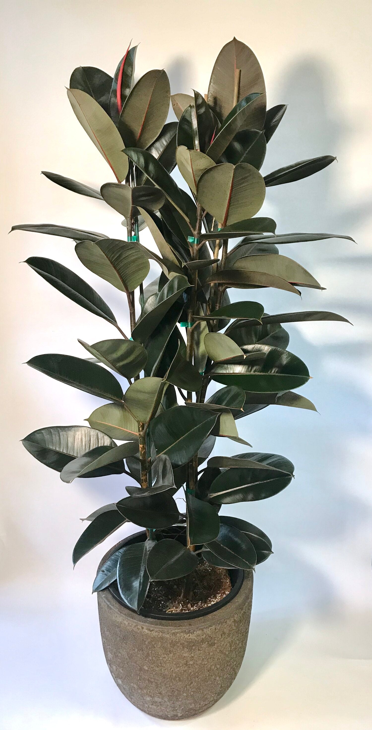 Ficus Decora Burgundy 14"