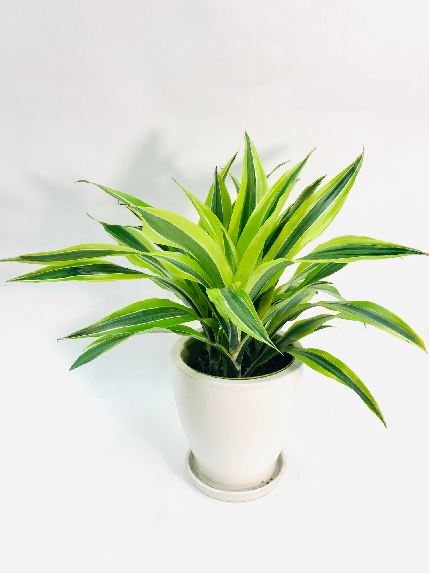 lemon lime house plant Dracaena Lemon Lime 6" – SF Plants