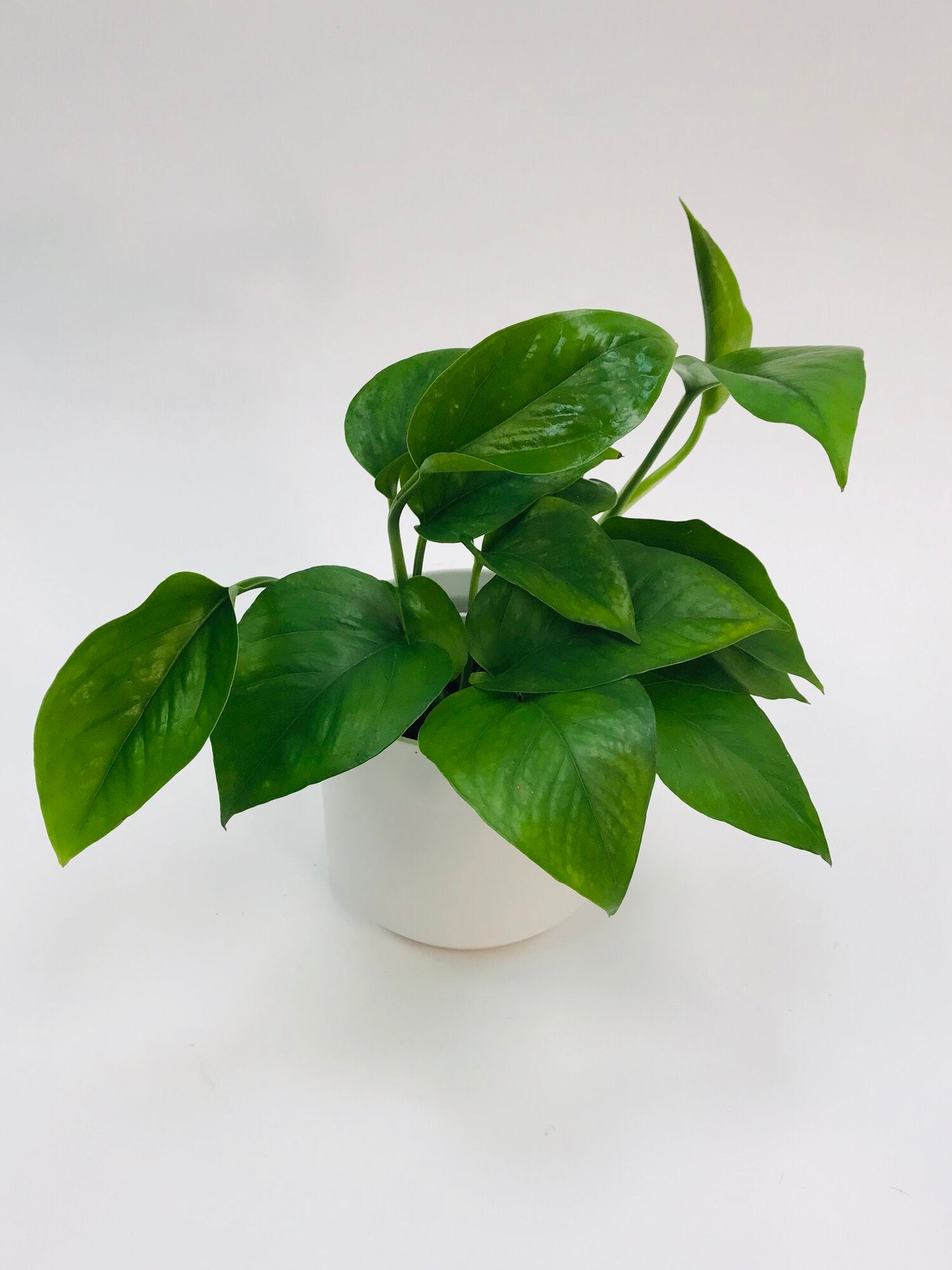 jade pothos watering Jade Pothos 4"