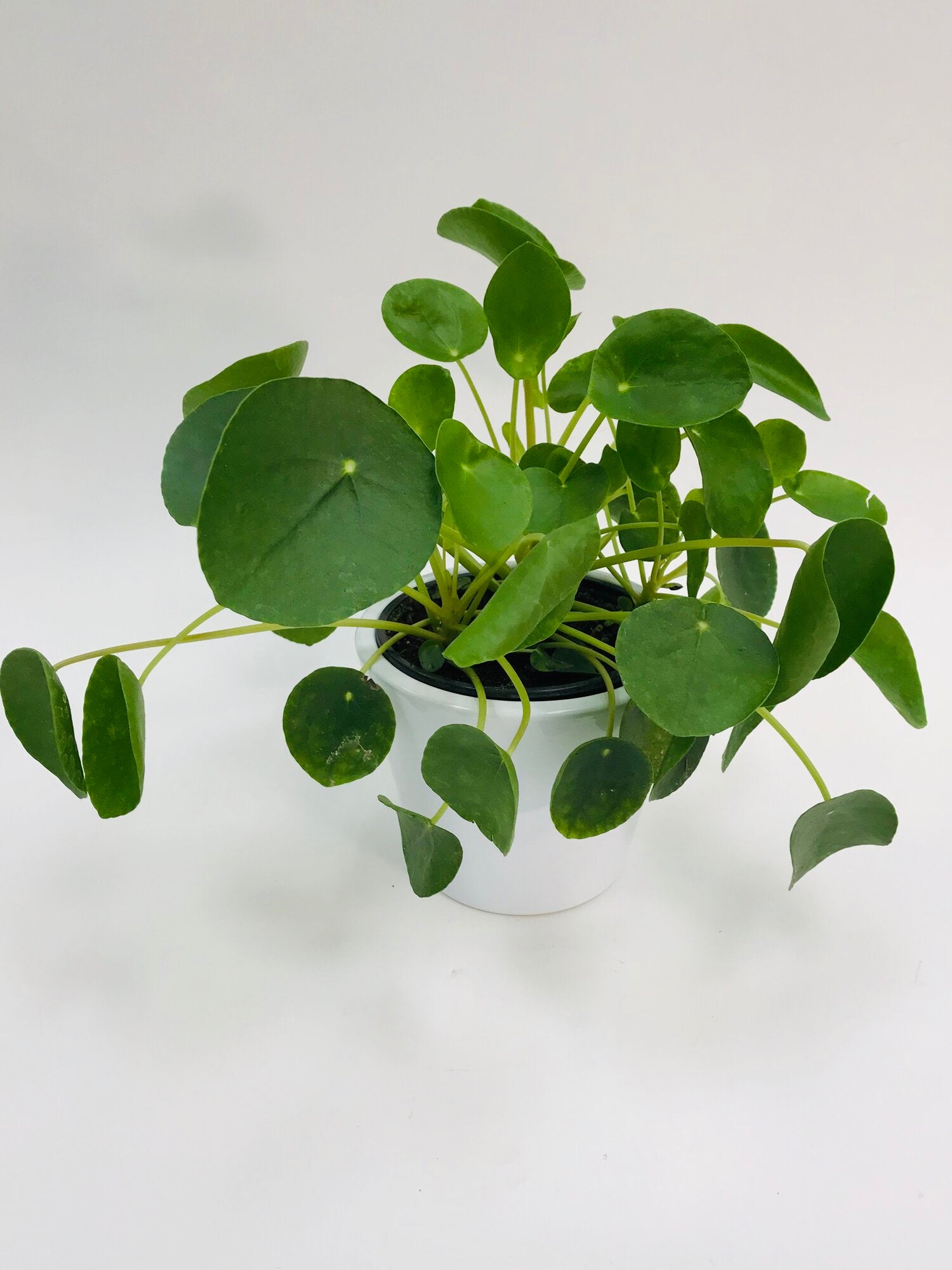 Pilea Peperomioides 6"