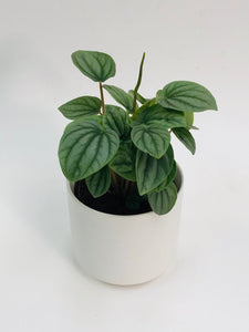 Peperomia Frost 4”