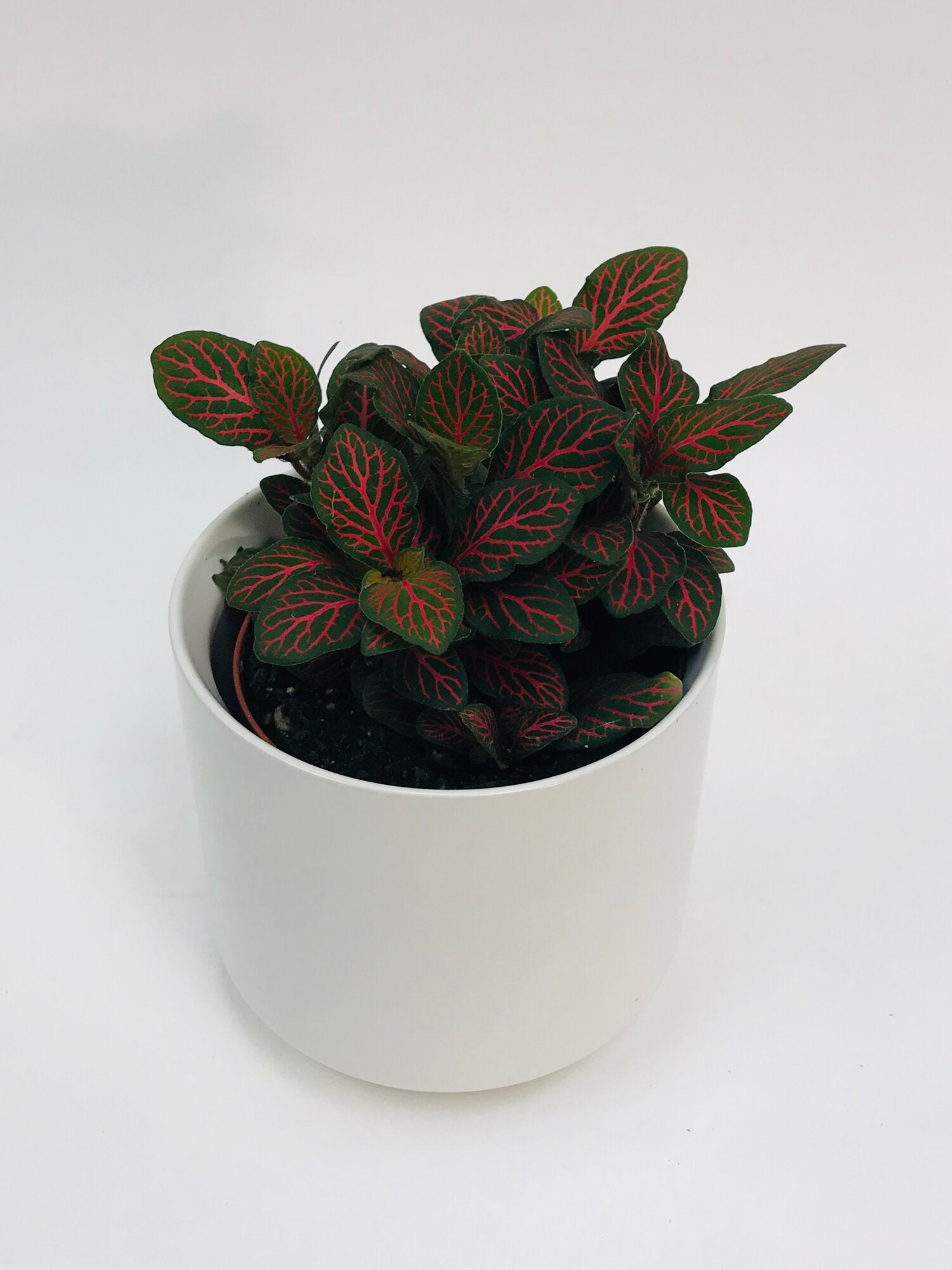 Fittonia Red 4"