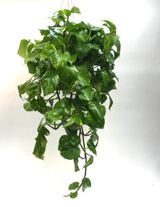 Golden  Pothos XL 8"