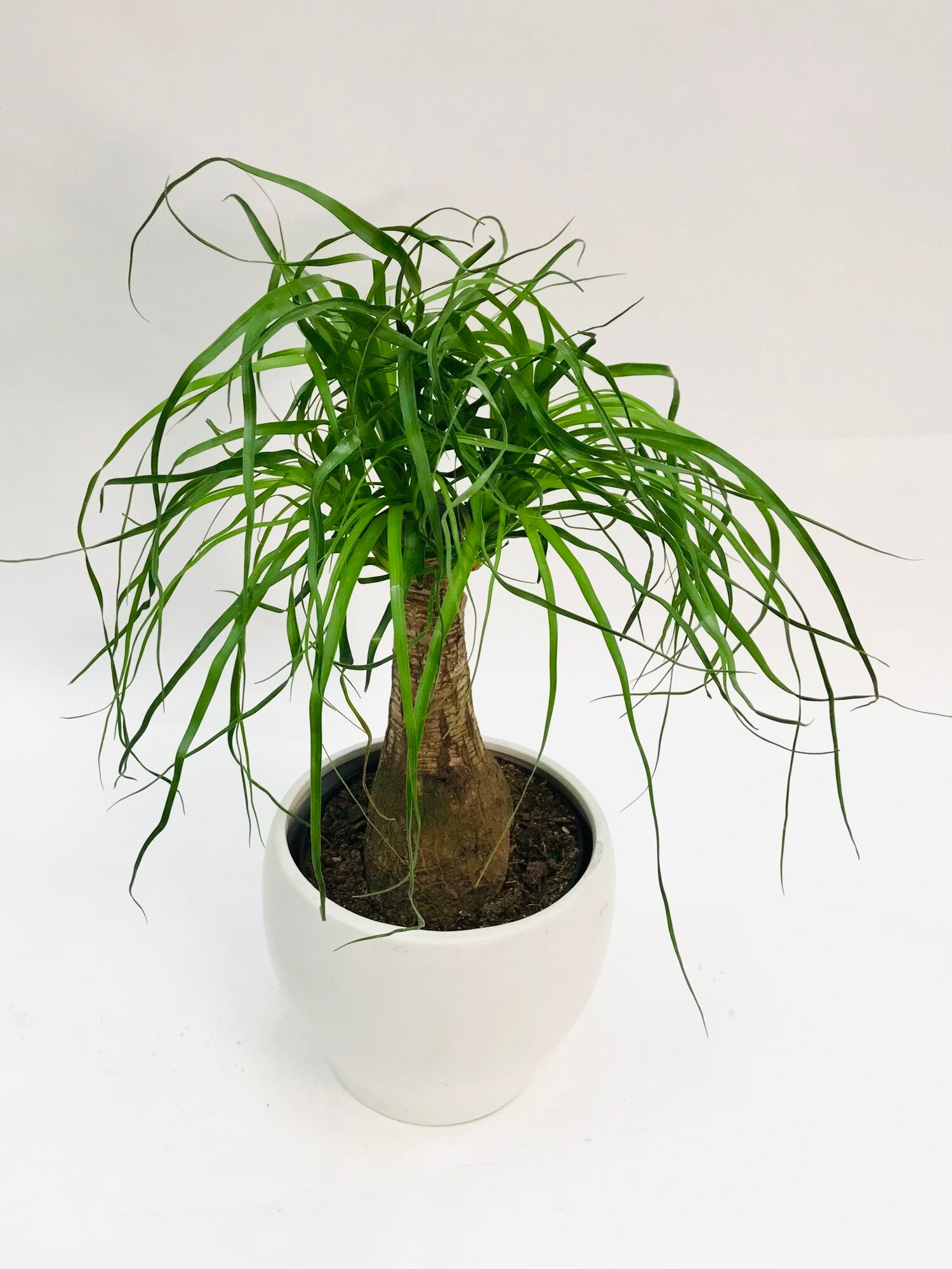 guatemalan red ponytail palm Ponytail Palm Stump 6” (Beaucarnea Rec)