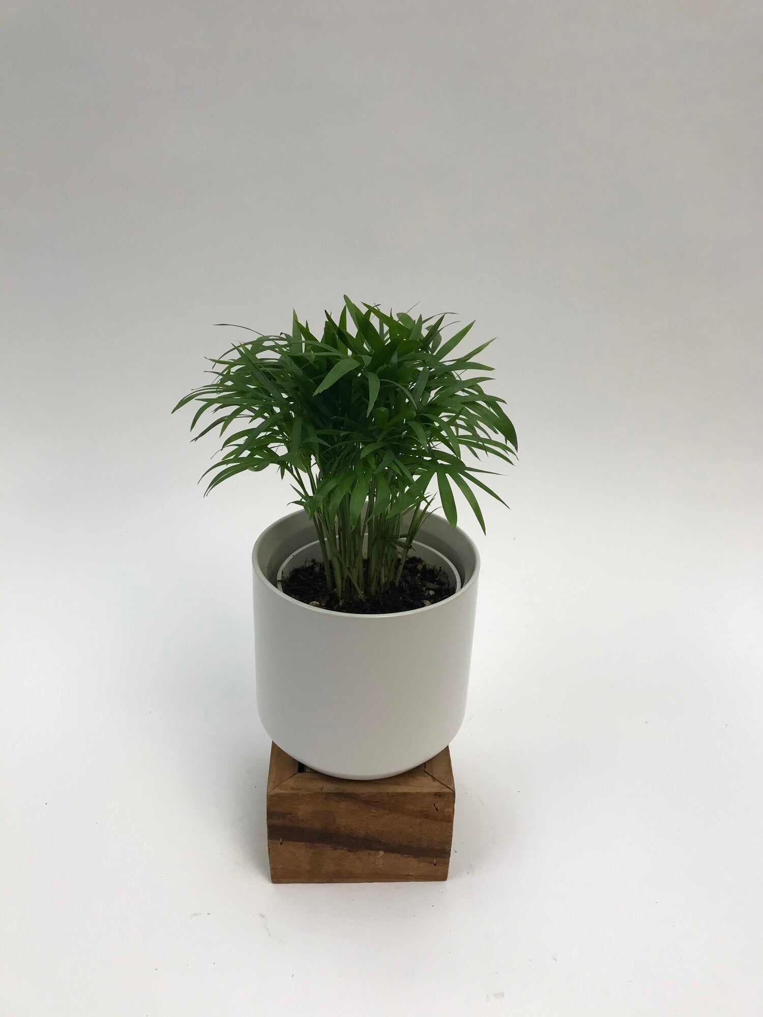 palm neanthe bella plant Neanthe Bella Palm 4" – SF Plants