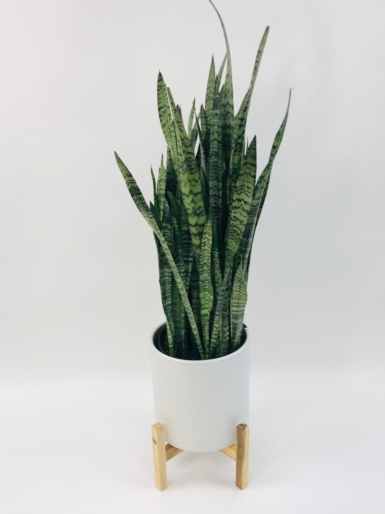 sansevieria semillas Sansevieria Zeylanica 12" – SF Plants