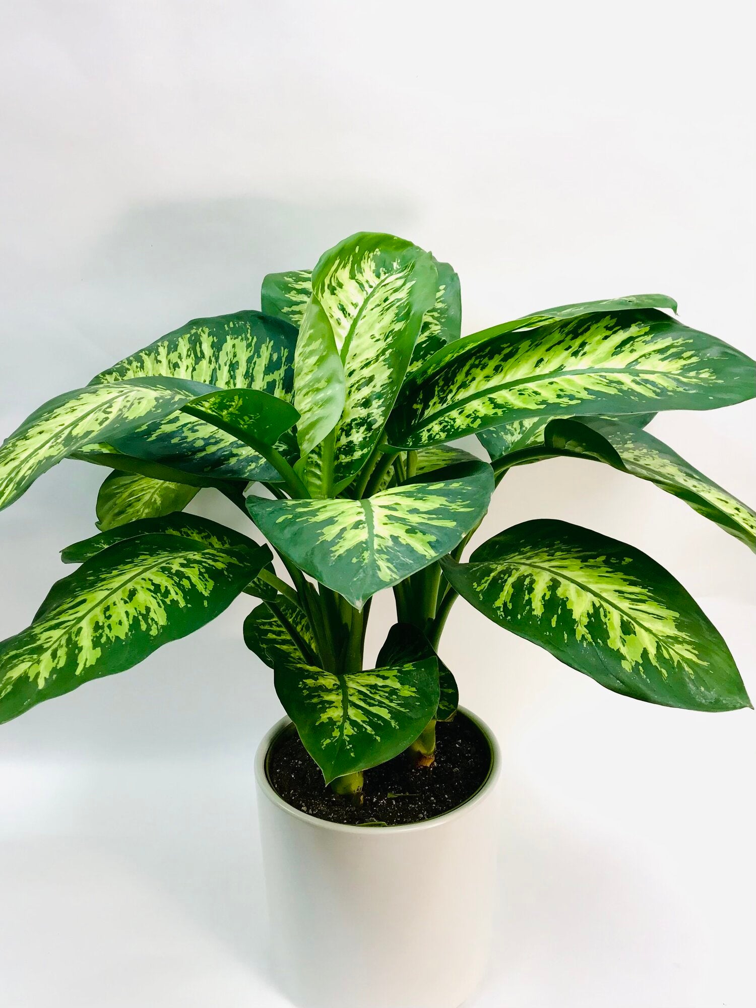 tropic snow dieffenbachia Dieffenbachia Tropic Snow 10" – SF Plants