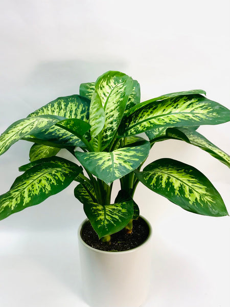 dieffenbachia imperialis Dieffenbachia Tropic Snow 10" – SF Plants