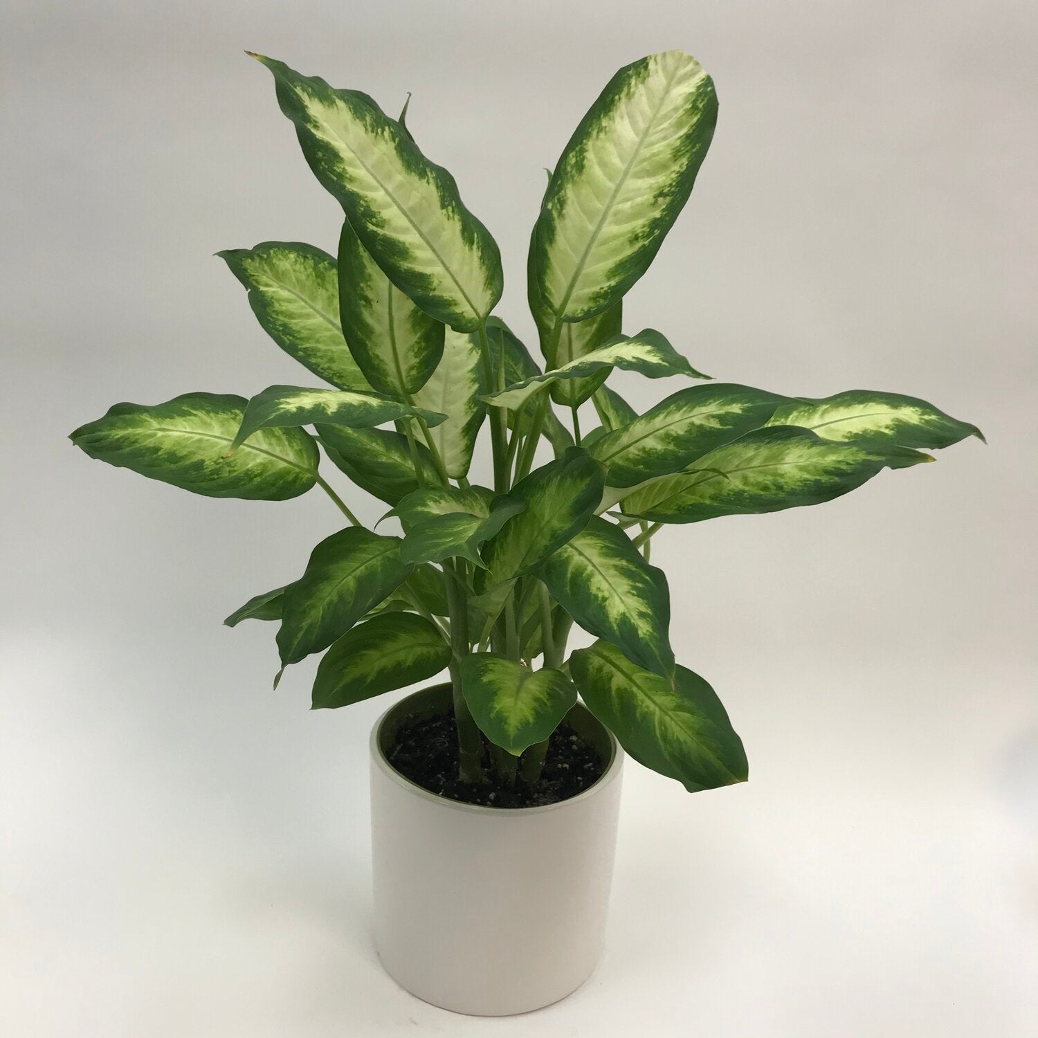 dieffenbachia camila Dieffenbachia Camille 6" – SF Plants