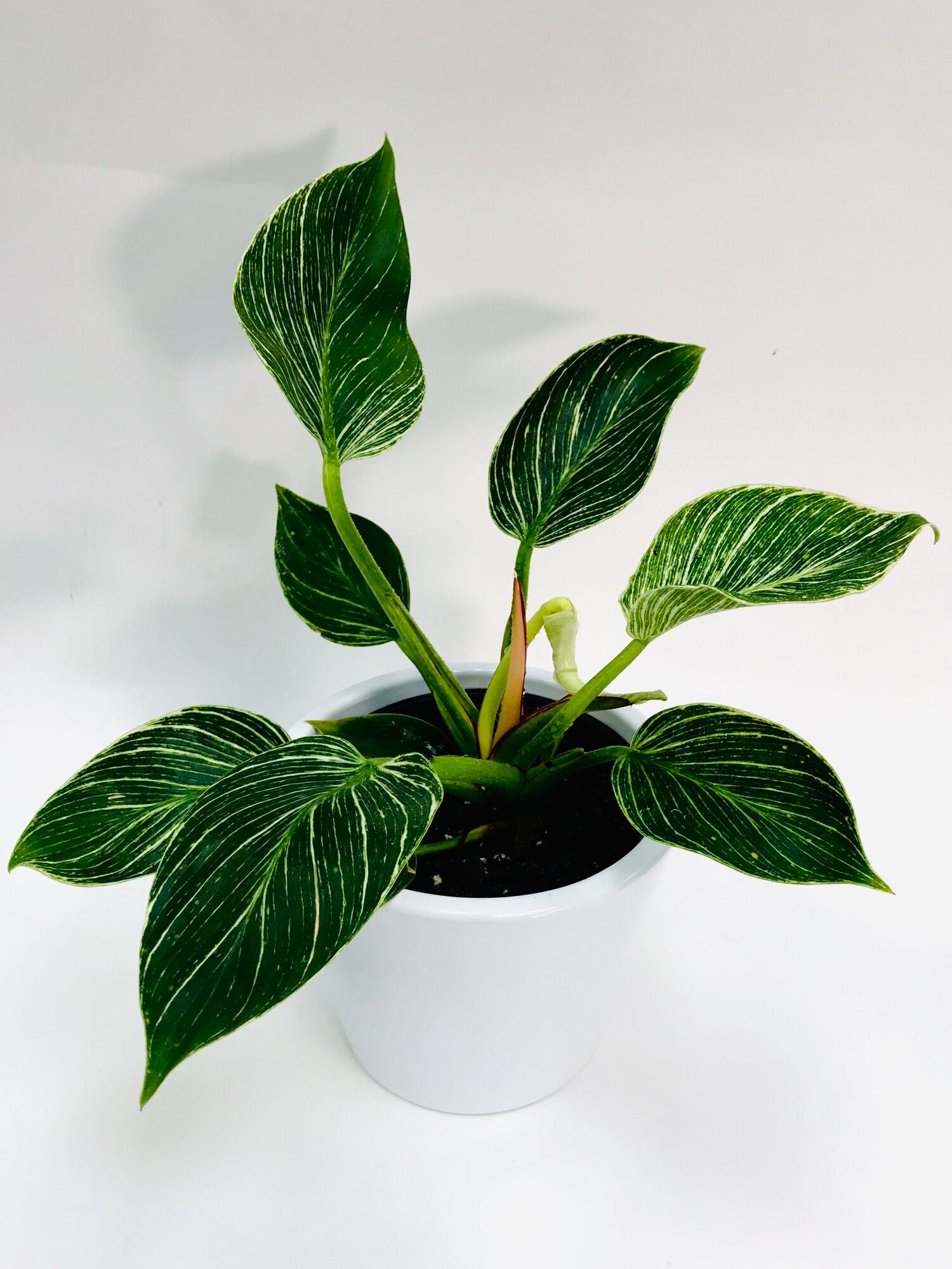 mature philodendron birkin Philodendron Birkin 6" – SF Plants