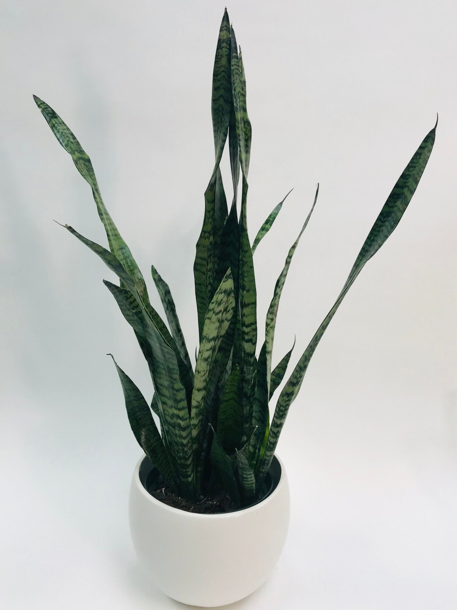 Low-light plants – SF Plants