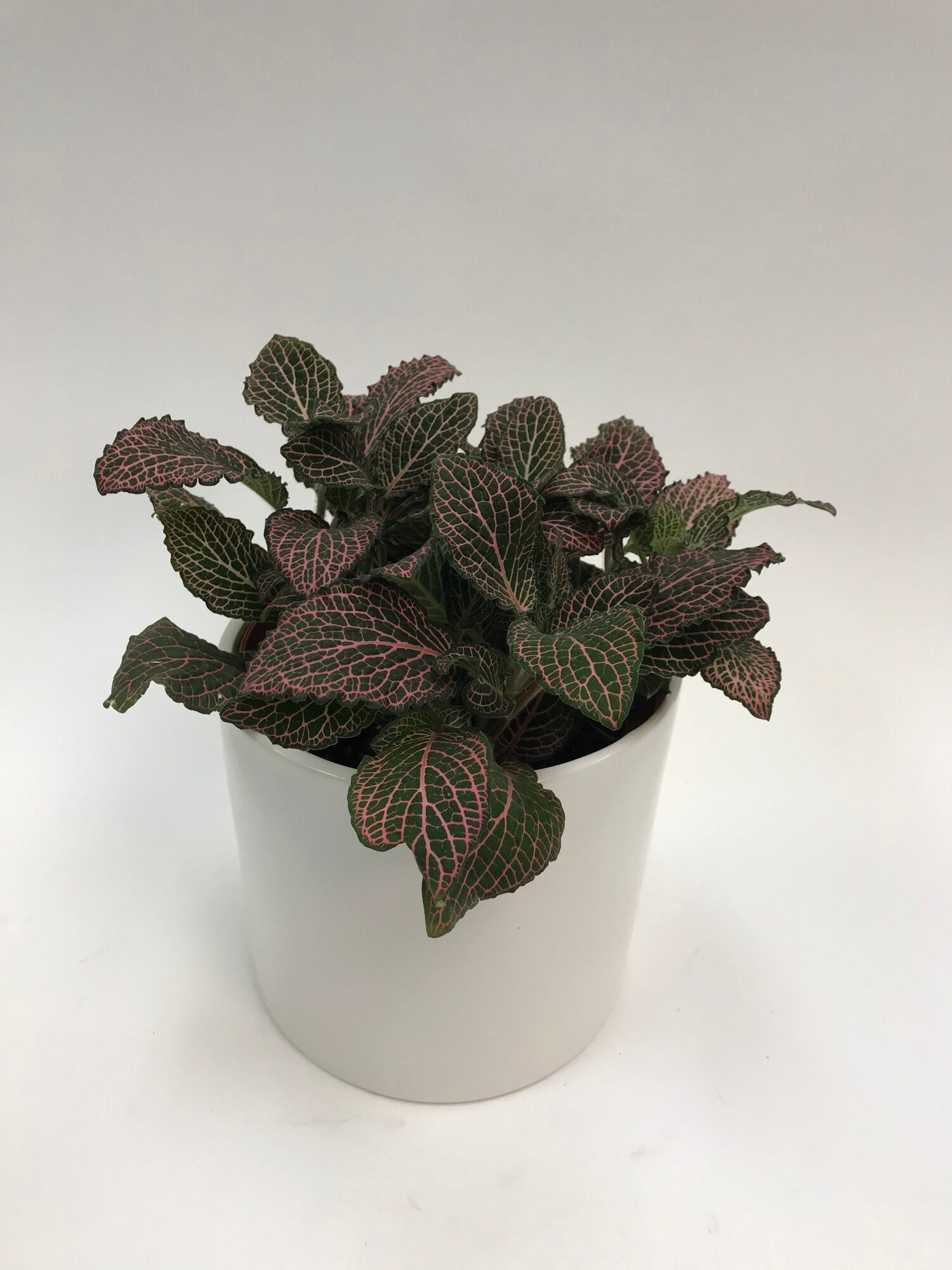 Fittonia Pink 6"