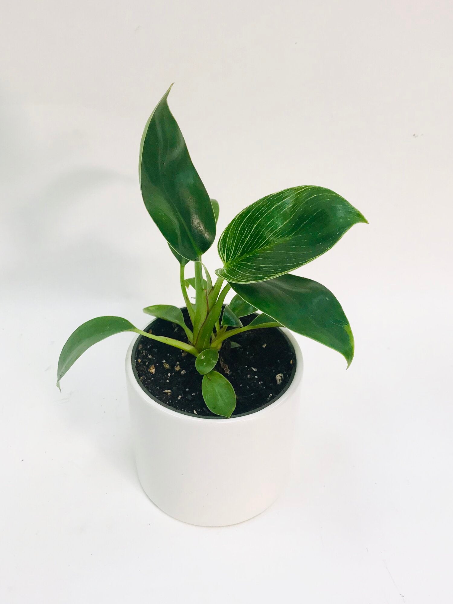 philodendron birkin. Philodendron Birkin 4" – SF Plants