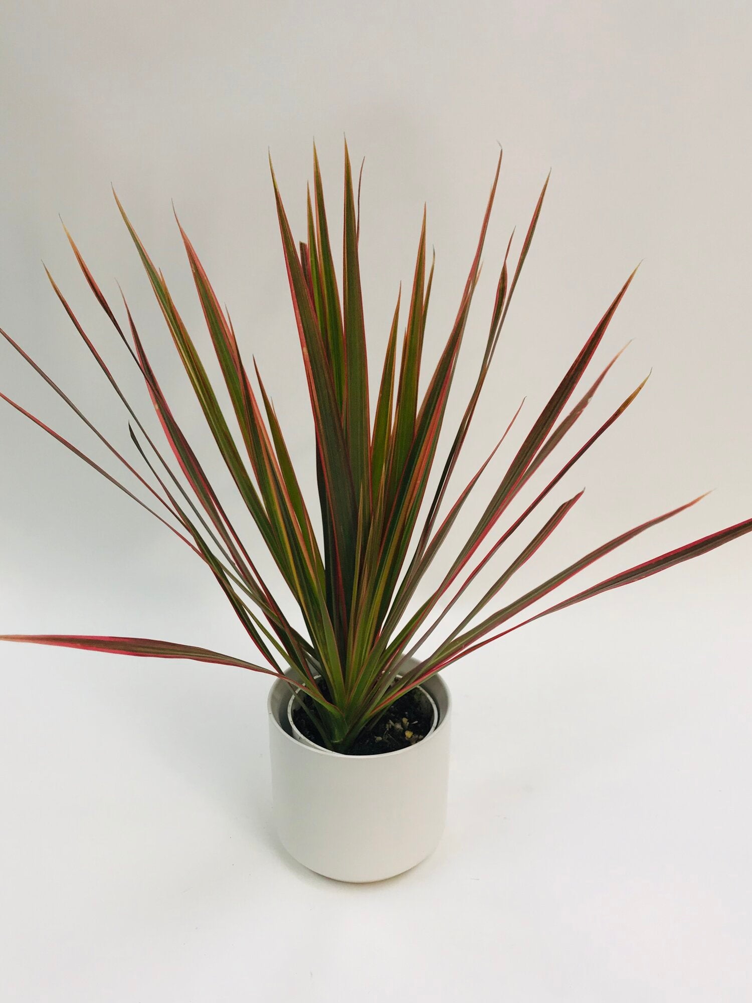 dracaena colorama plant Dracaena Colorama 4" – SF Plants
