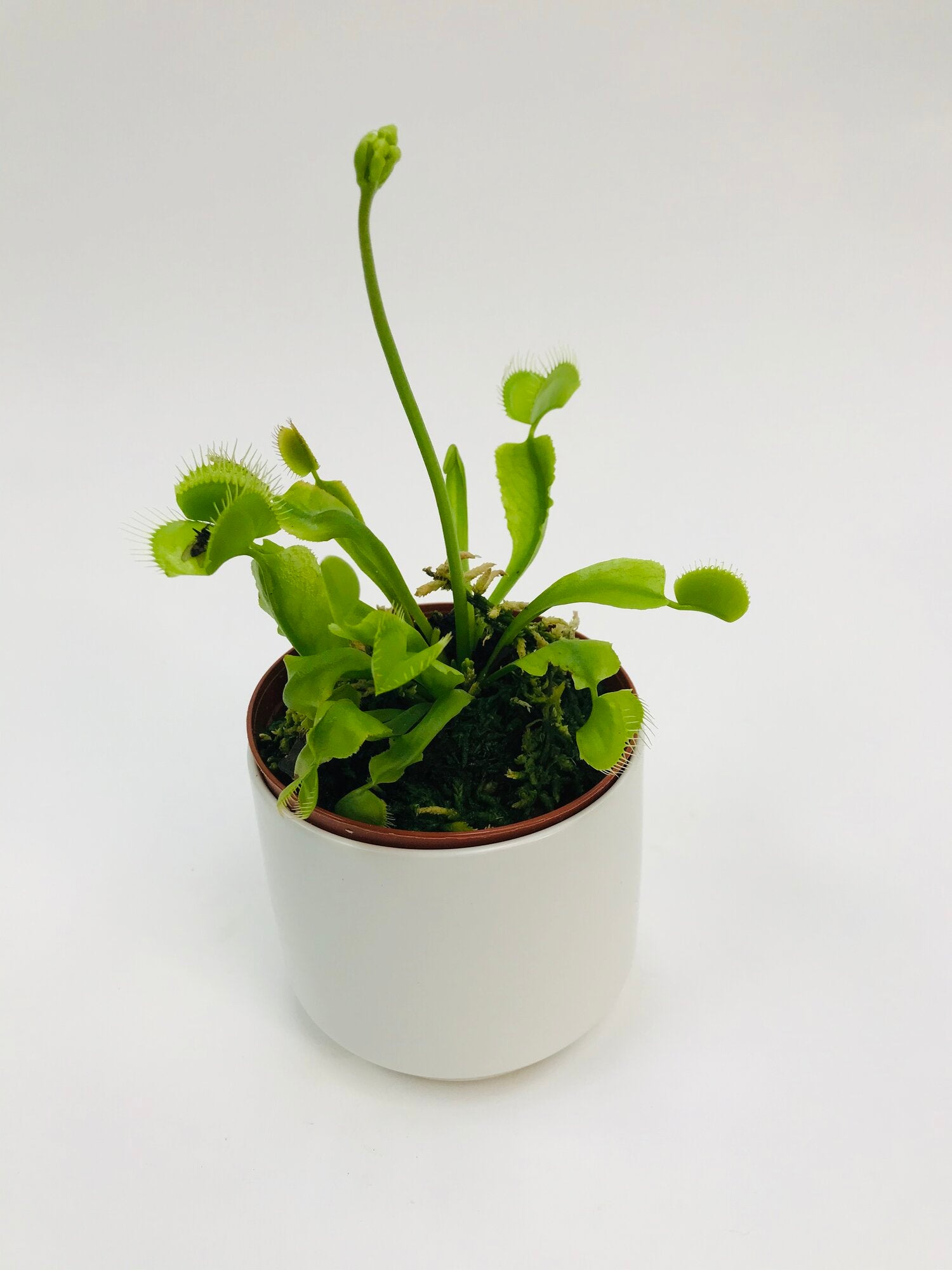 venus fly trap indoor plant Venus Flytrap 3” – SF Plants