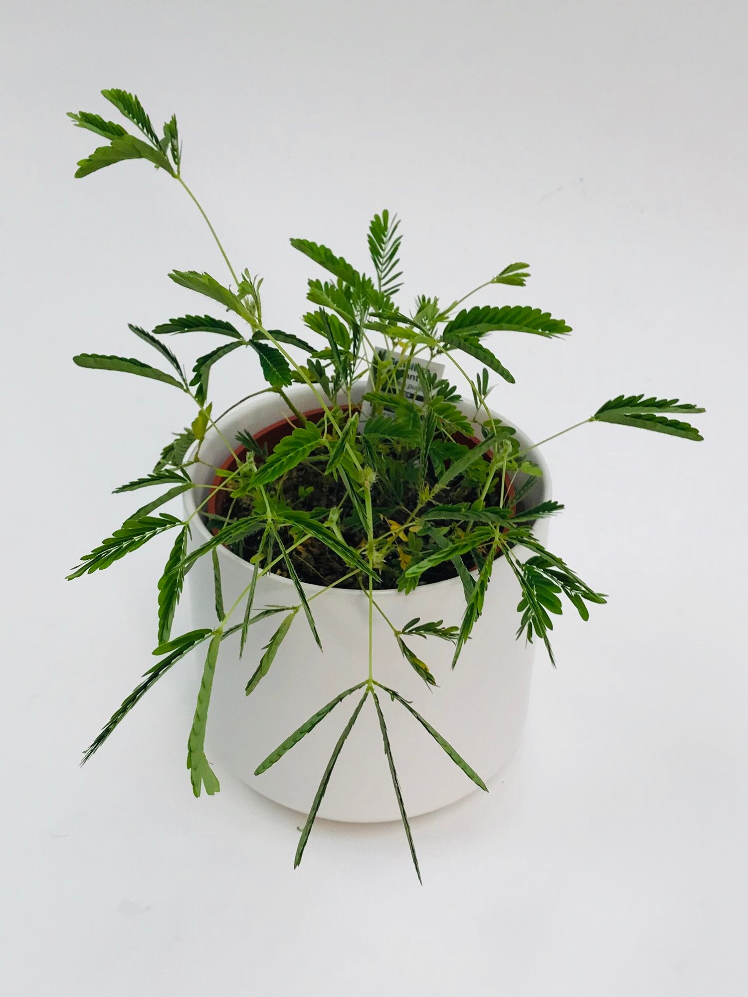 mimosa pot plant Mimosa Sensitive Plant 4" – SF Plants