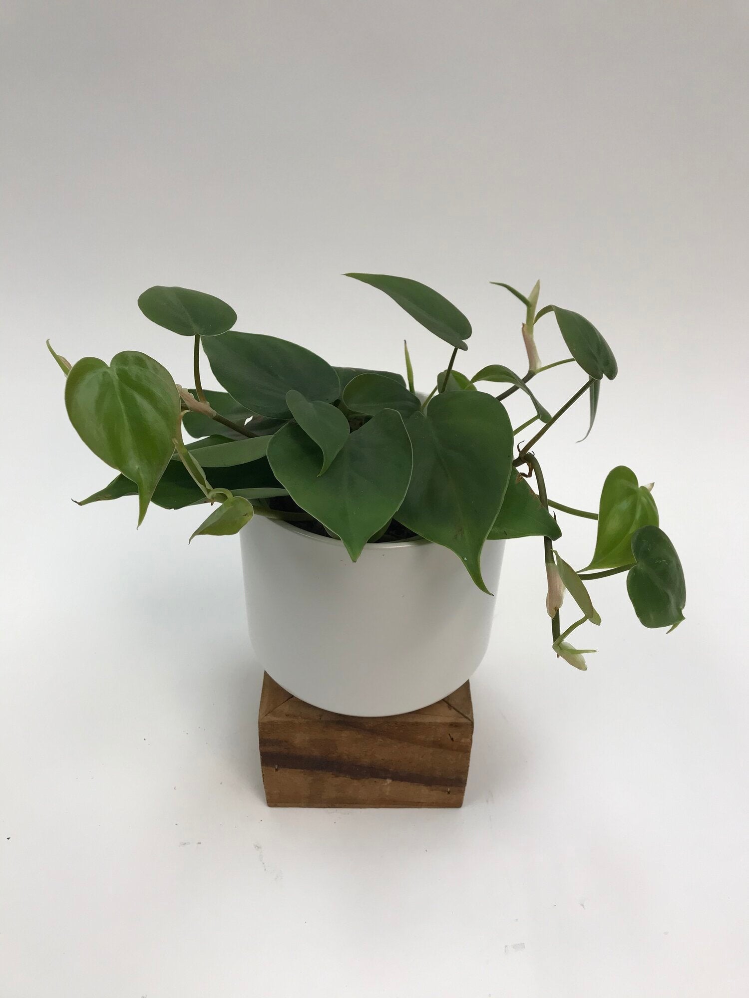 philodendron oxycardium cordatum Philodendron Cordatum 4"
