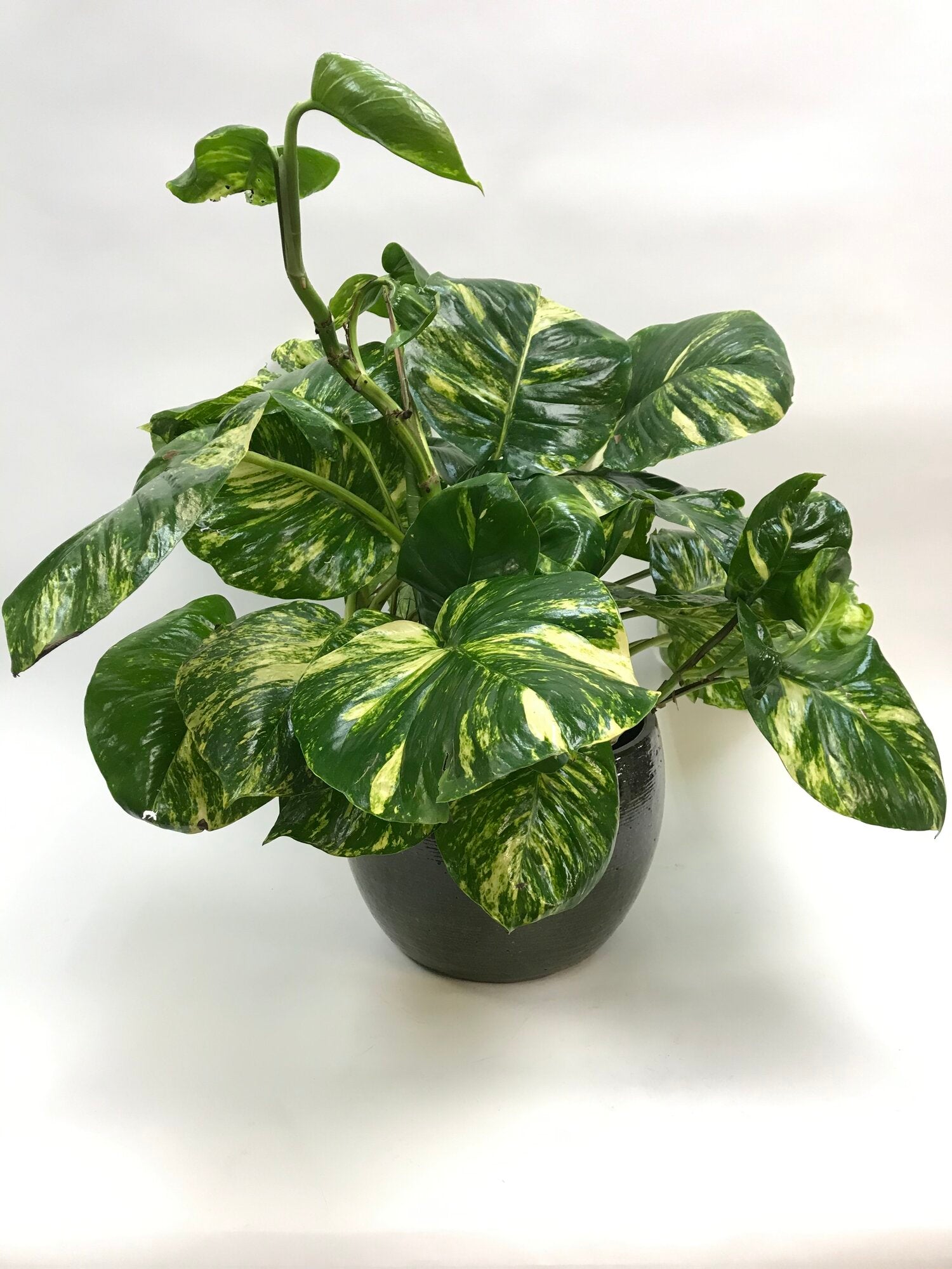 Hanging Big Leaf Golden Pothos 10"