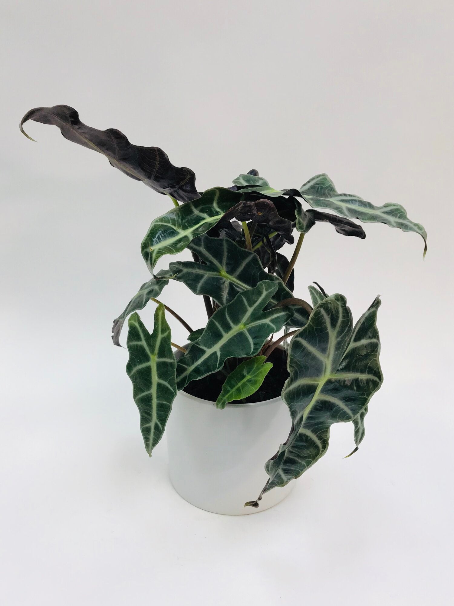 Alocasia African Mask 6"