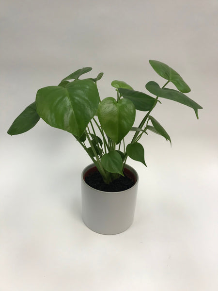 6 inch monstera deliciosa Monstera Deliciosa 6" – SF Plants
