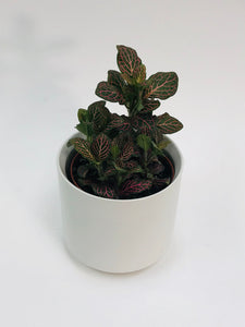 Fittonia Pink 4"