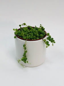String Of Pearls 4"
