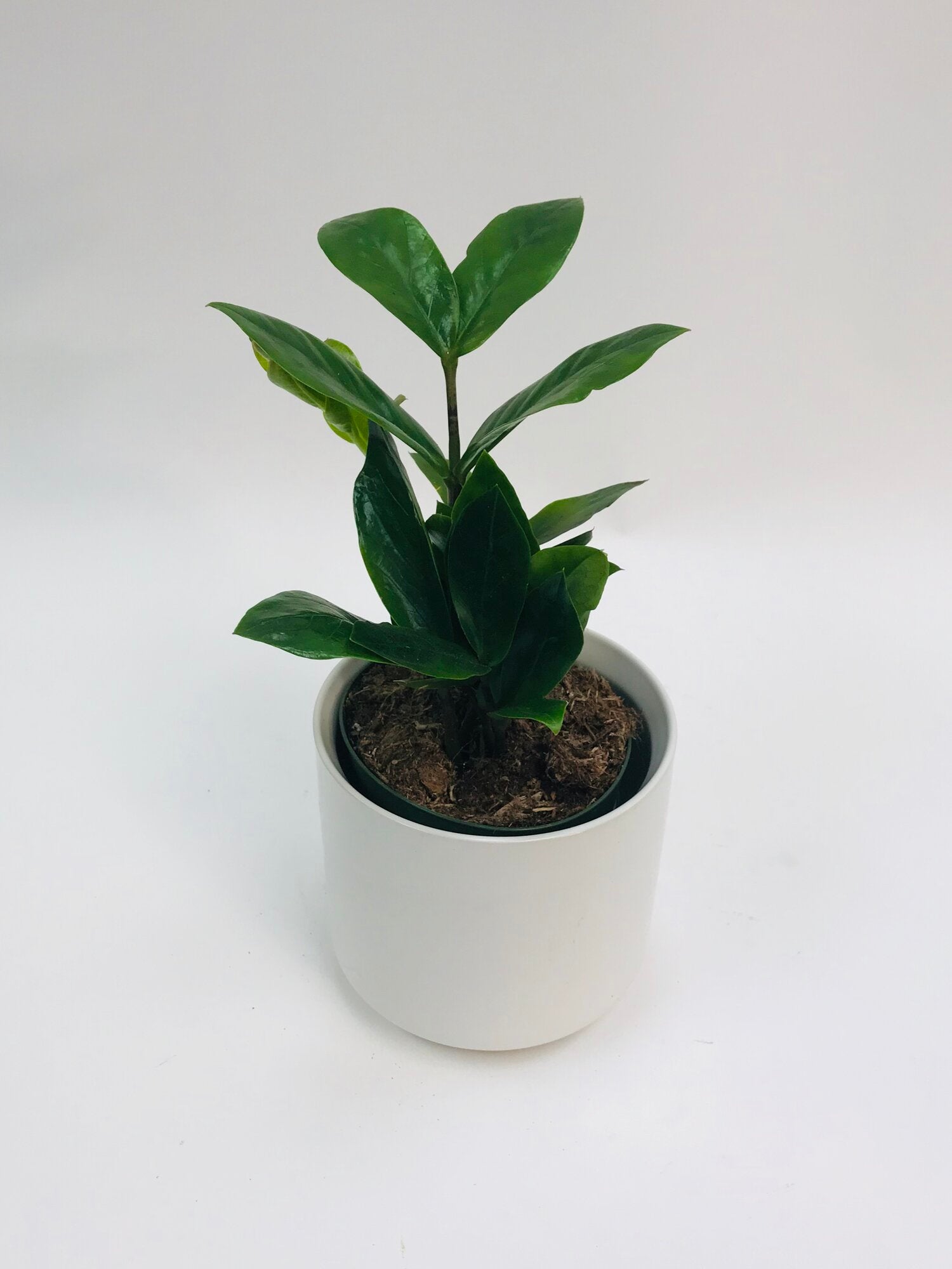 hybrid zz plant Zamioculcas Zamiifolia 'ZZ' 4"
