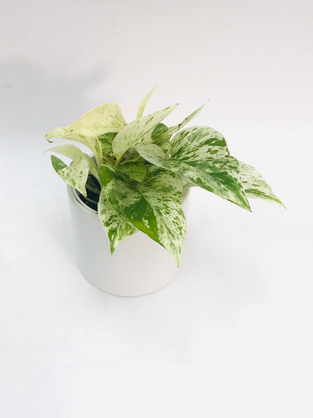 full snow queen pothos Snow Queen Pothos 4" – SF Plants