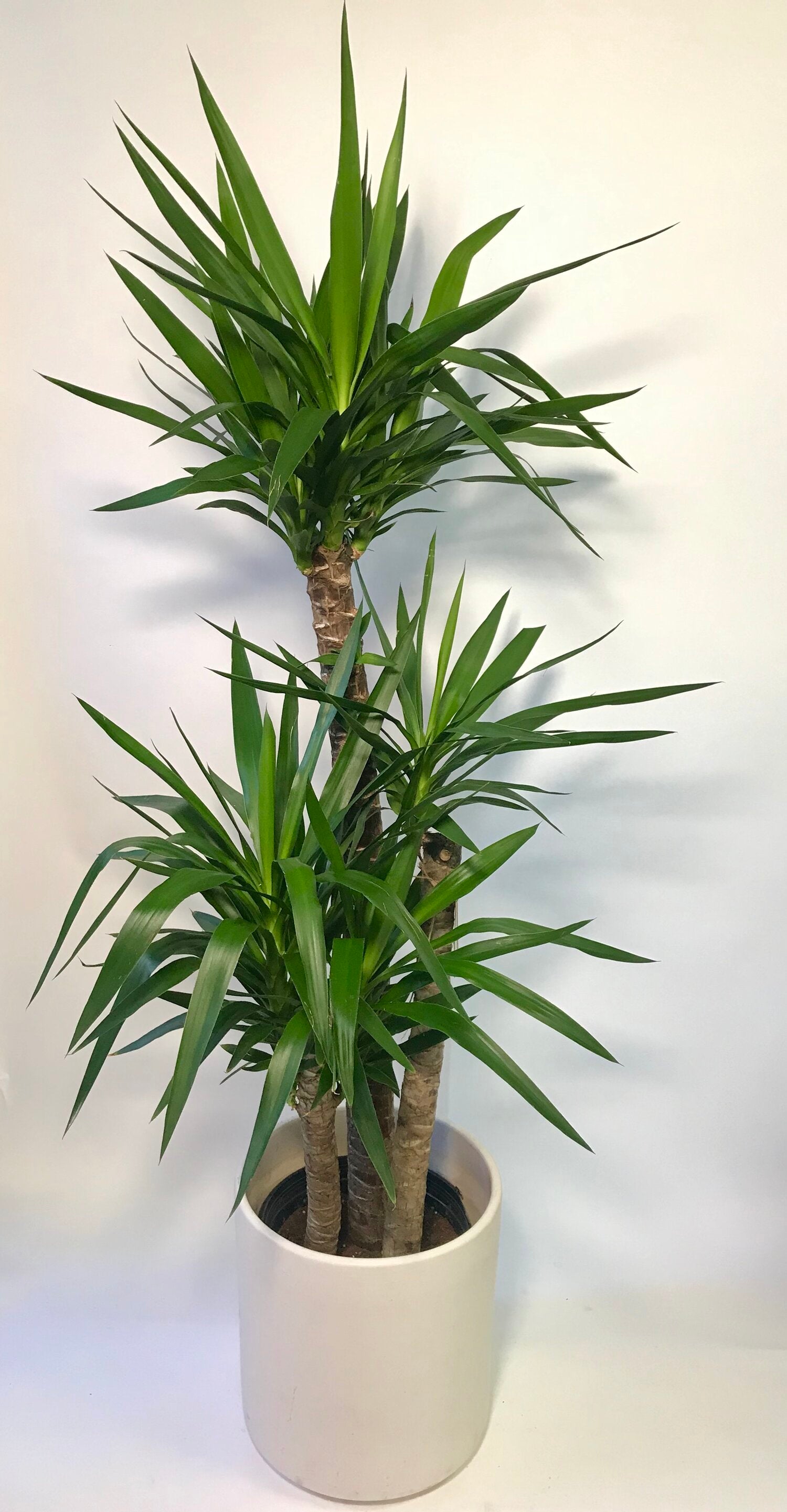 yucca cane houseplant Yucca Cane 12" – SF Plants