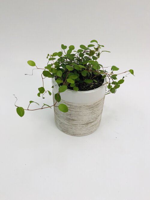 vine plants indoor for sale Angel Vine 4" – SF Plants