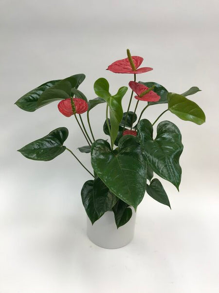 anthurium big 6 flowers sf Anthurium Red 6" – SF Plants