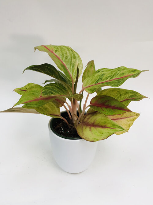 Aglaonema Golden Papaya 6"