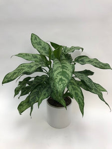 Aglaonema Romeo 6"