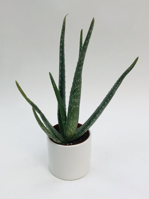 4 aloe vera plant Aloe Vera 4" – SF Plants