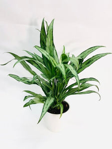 aglaonema cutlass Aglaonema Cutlass 6" – SF Plants