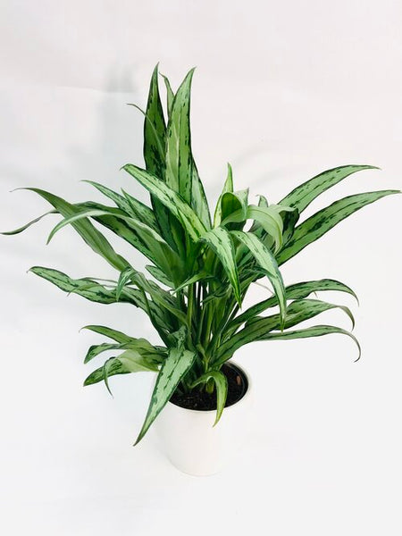 white stem cutlass aglaonema Aglaonema Cutlass 6" – SF Plants