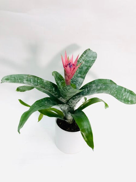 bromelie aechmea primera Aechmea Fasciata Primera 6