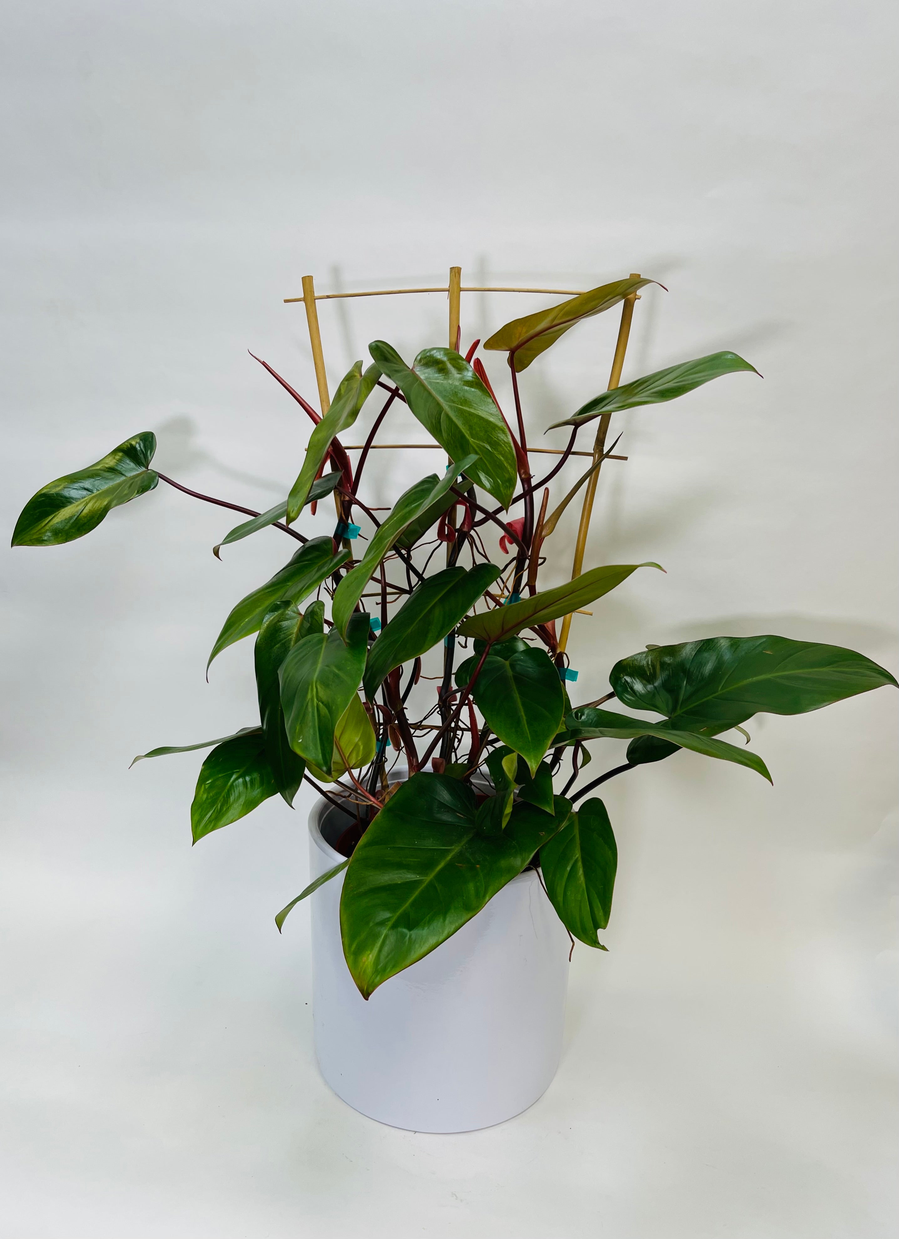 Philodendron Red Emerald Trellis 10”