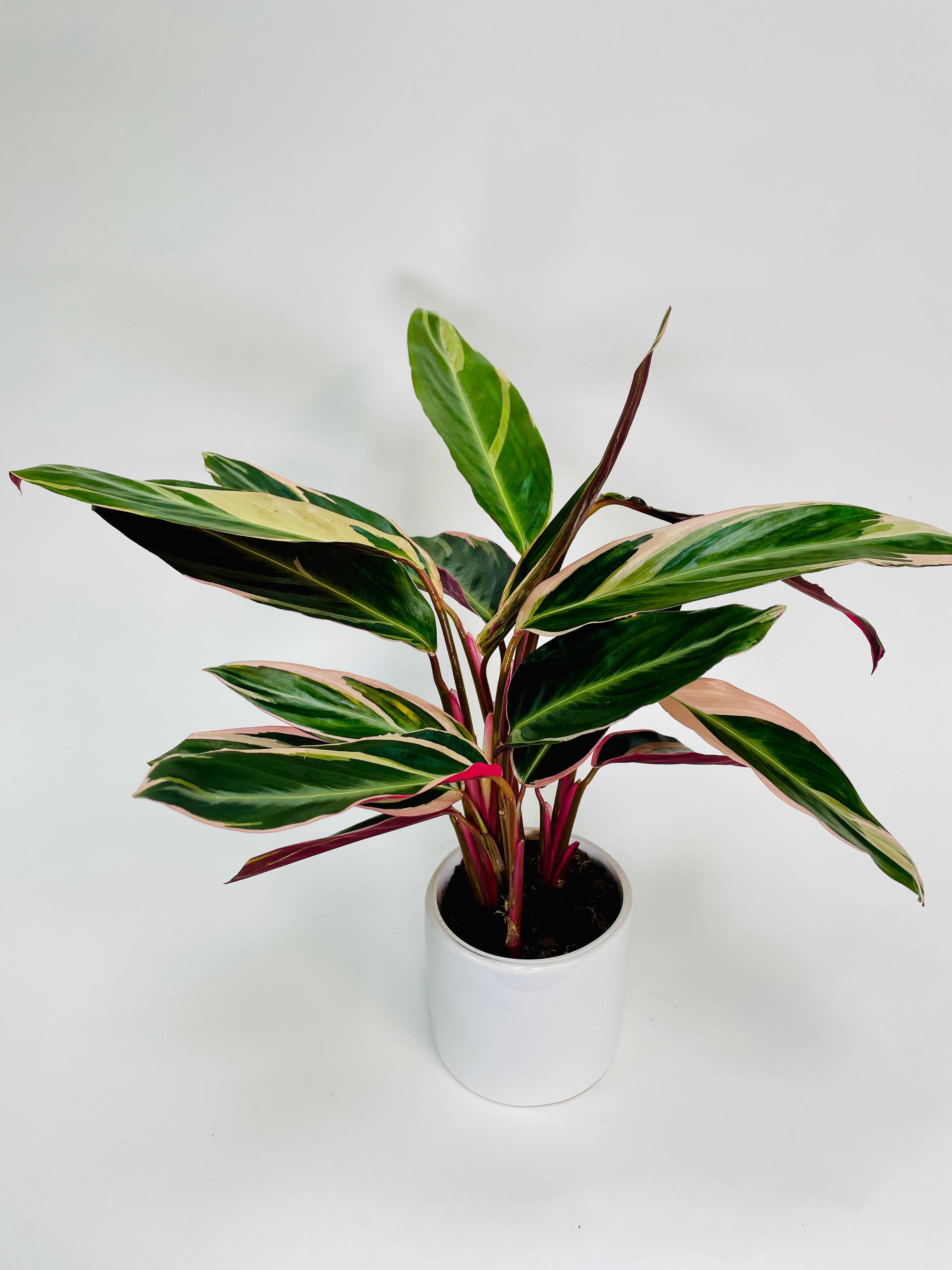 tricolor prayer plant stromanthe triostar Stromanthe Triostar 4" – SF Plants