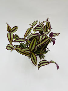 Tradescantia Zebrina 4"
