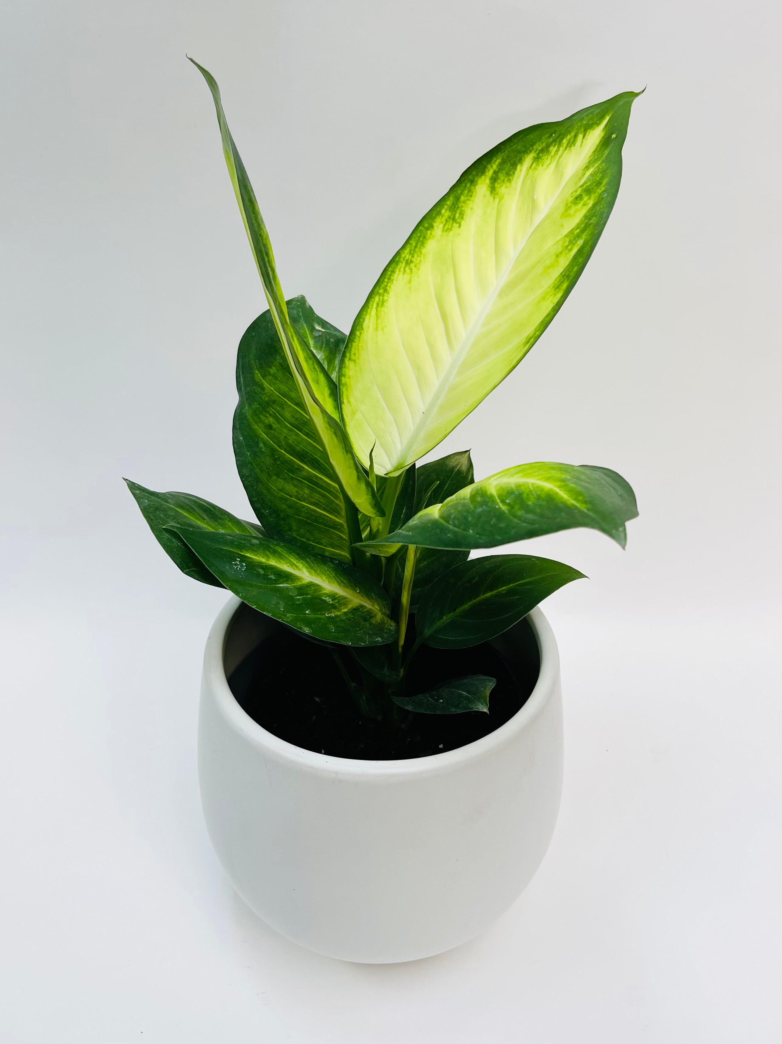 Dieffenbachia Tropic Marianne 6"