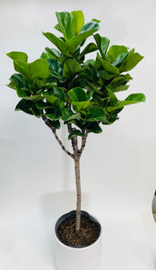 Ficus Lyrata Little Fiddle  Standard 12”