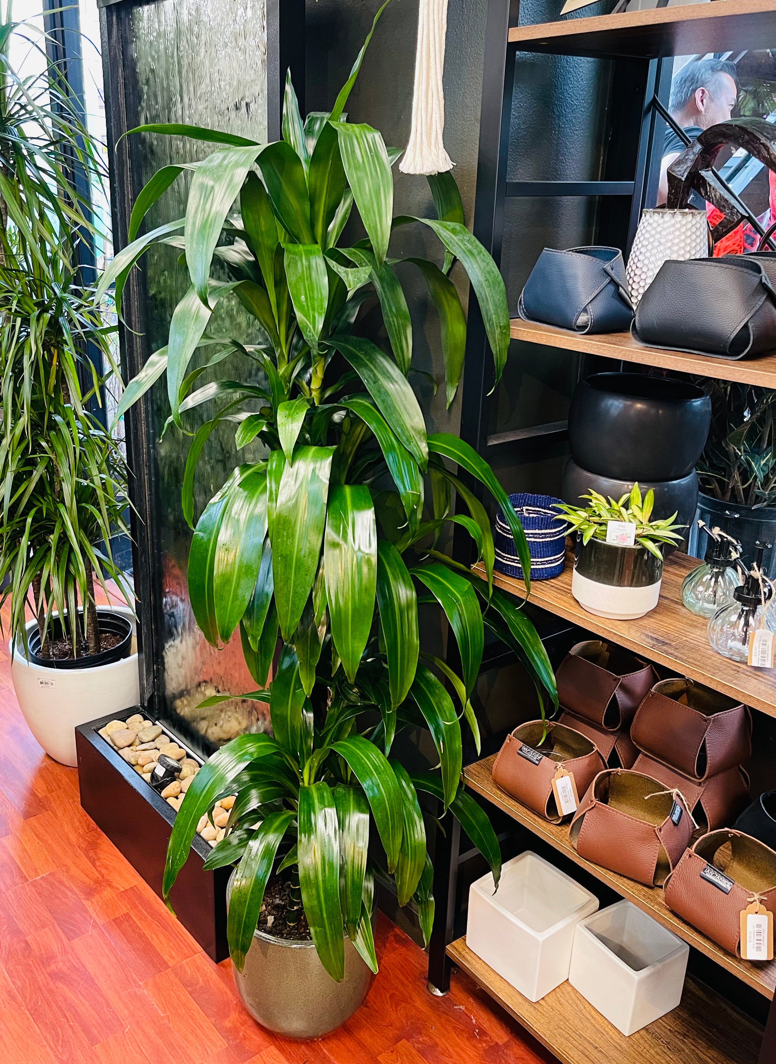 Dracaena Lisa 2 Gal C/B 4.5 ft.