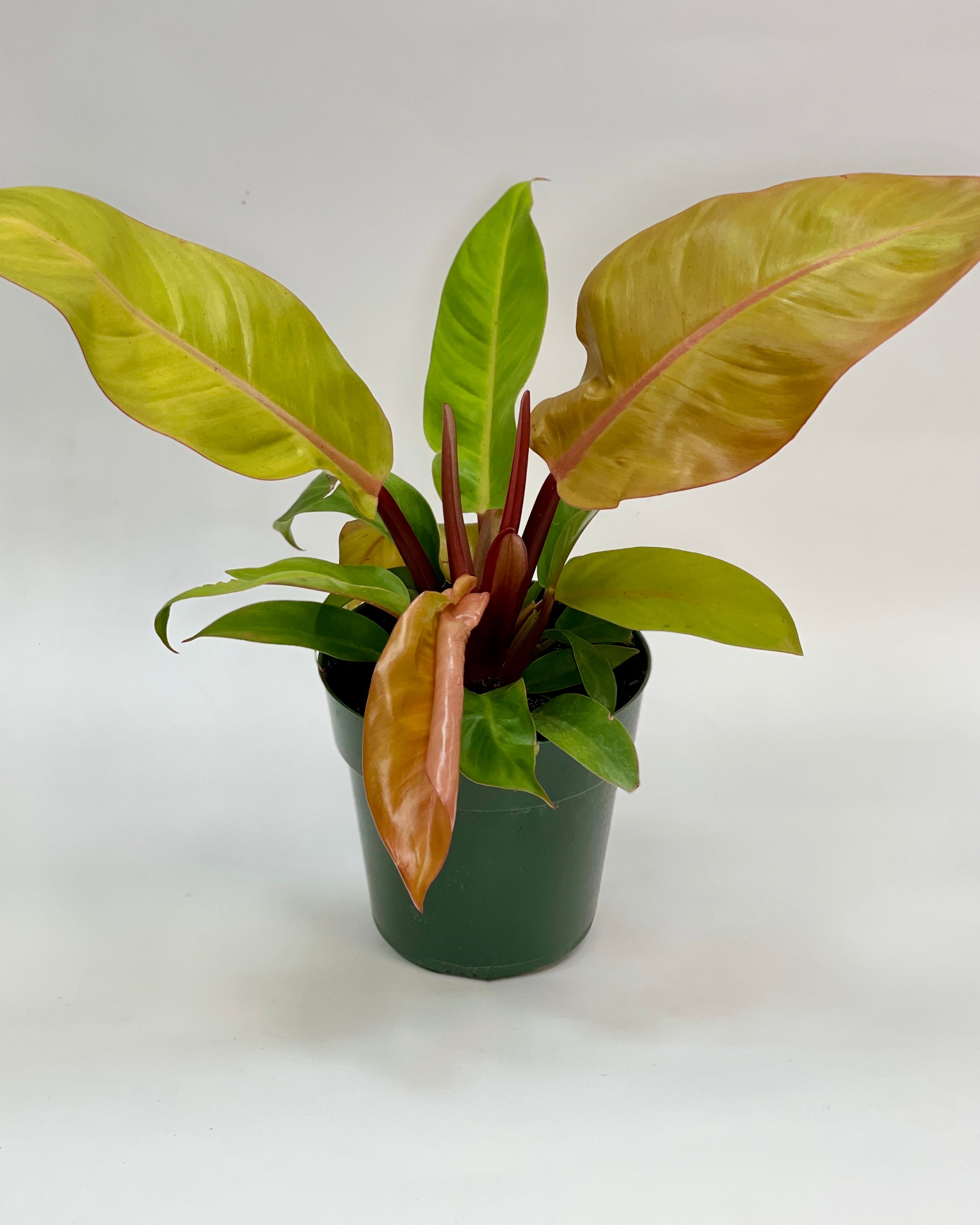 Philodendron Prince of Orange 6"