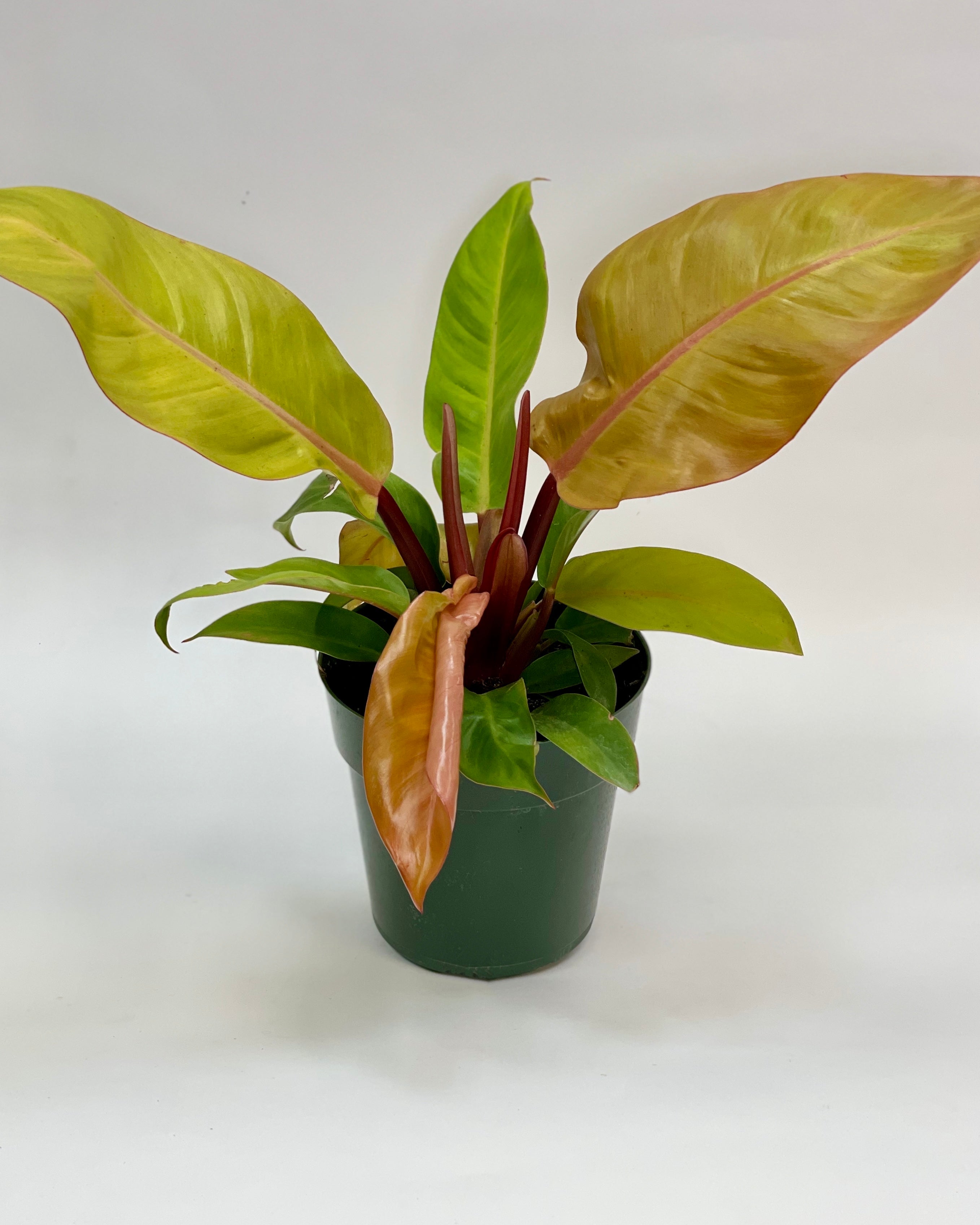 prince of orange philodendron for sale Philodendron Prince of Orange 6" – SF Plants
