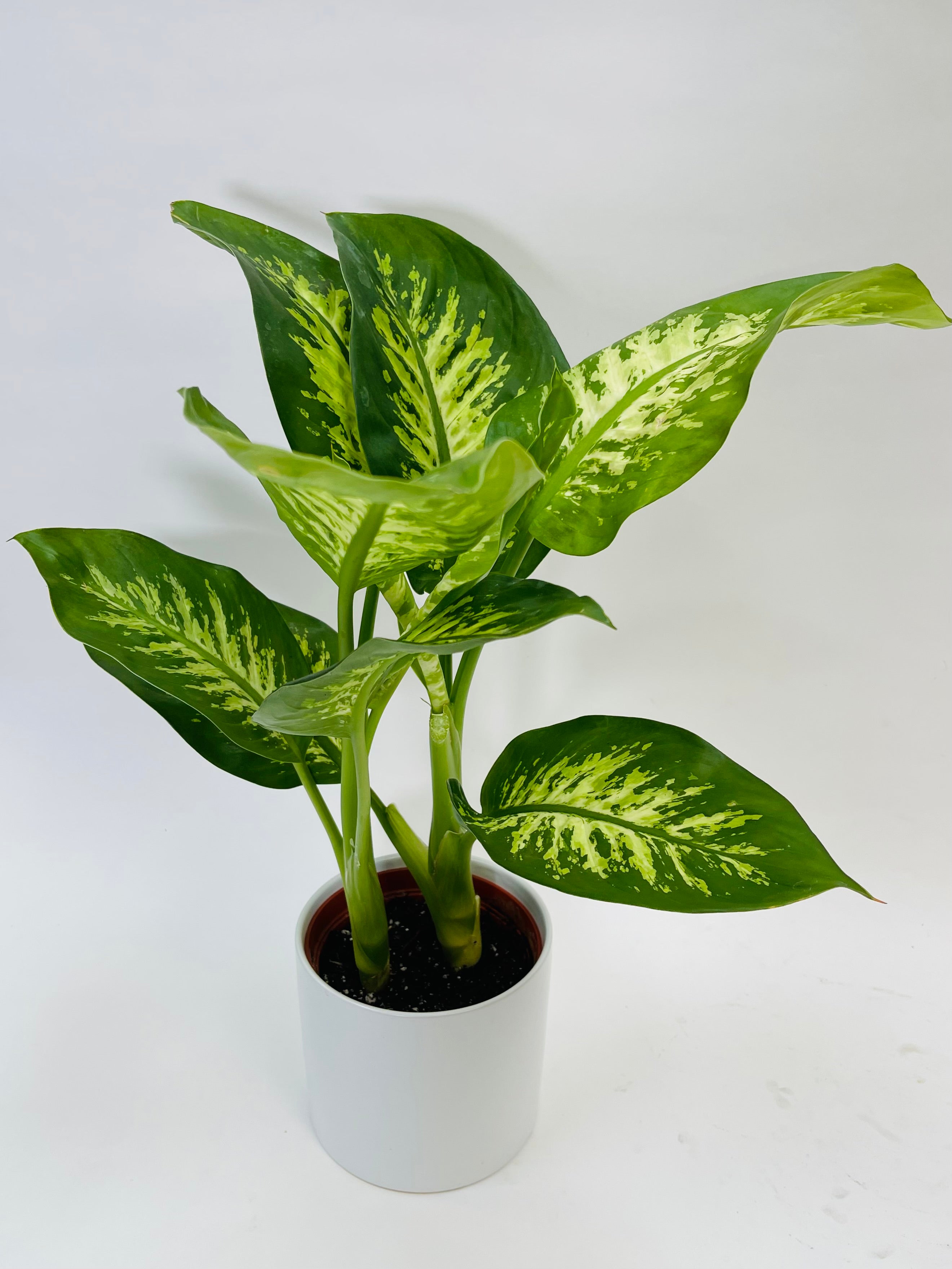 dieffenbachia tropical snow Dieffenbachia Tropic Snow 6"