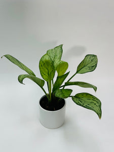 Aglaonema Maria Christina 4”