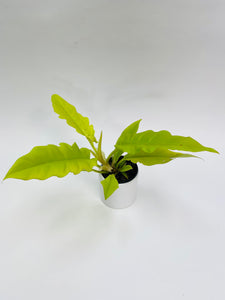 Philodendron Ring Of Fire Golden 4”