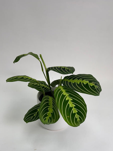 Maranta Lemon Lime 4