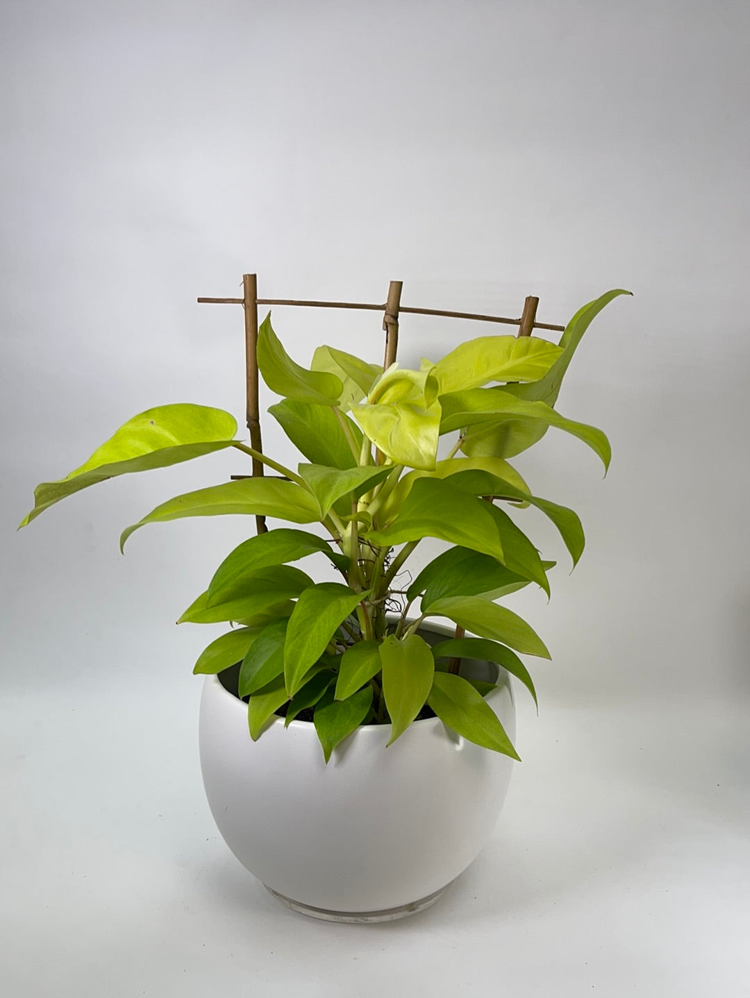 Philodendron Moonlight w/ Trellis 8”